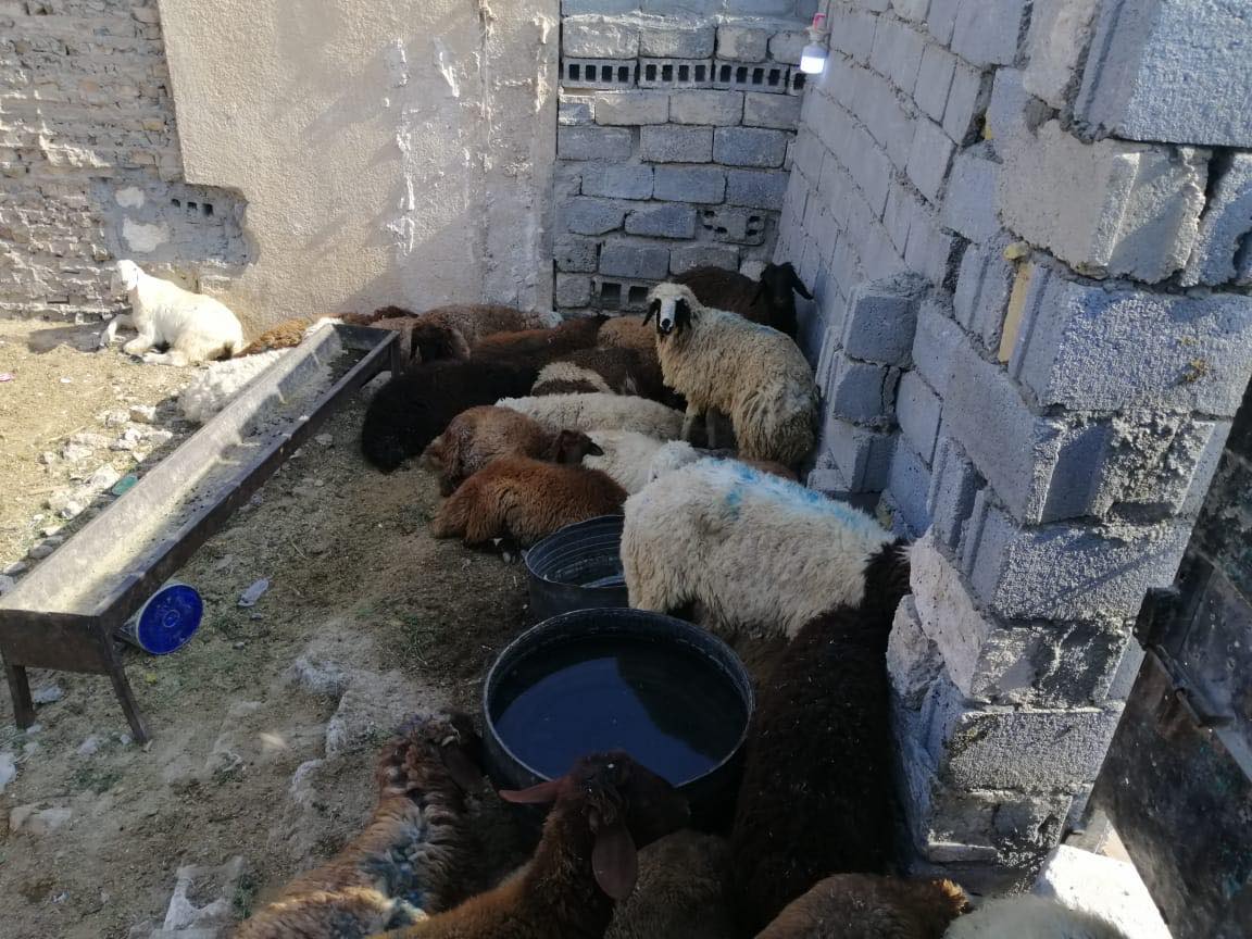 كربلاء:ازالة عدد من حظائر الحيوانات في مركز المدينة