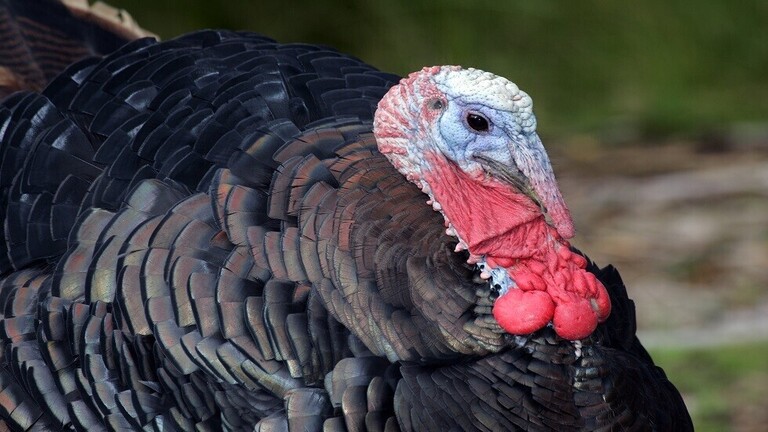 إعدام أكثر من 16 ألف ديك رومي بسبب إنفلونزا الطيور في المانيا