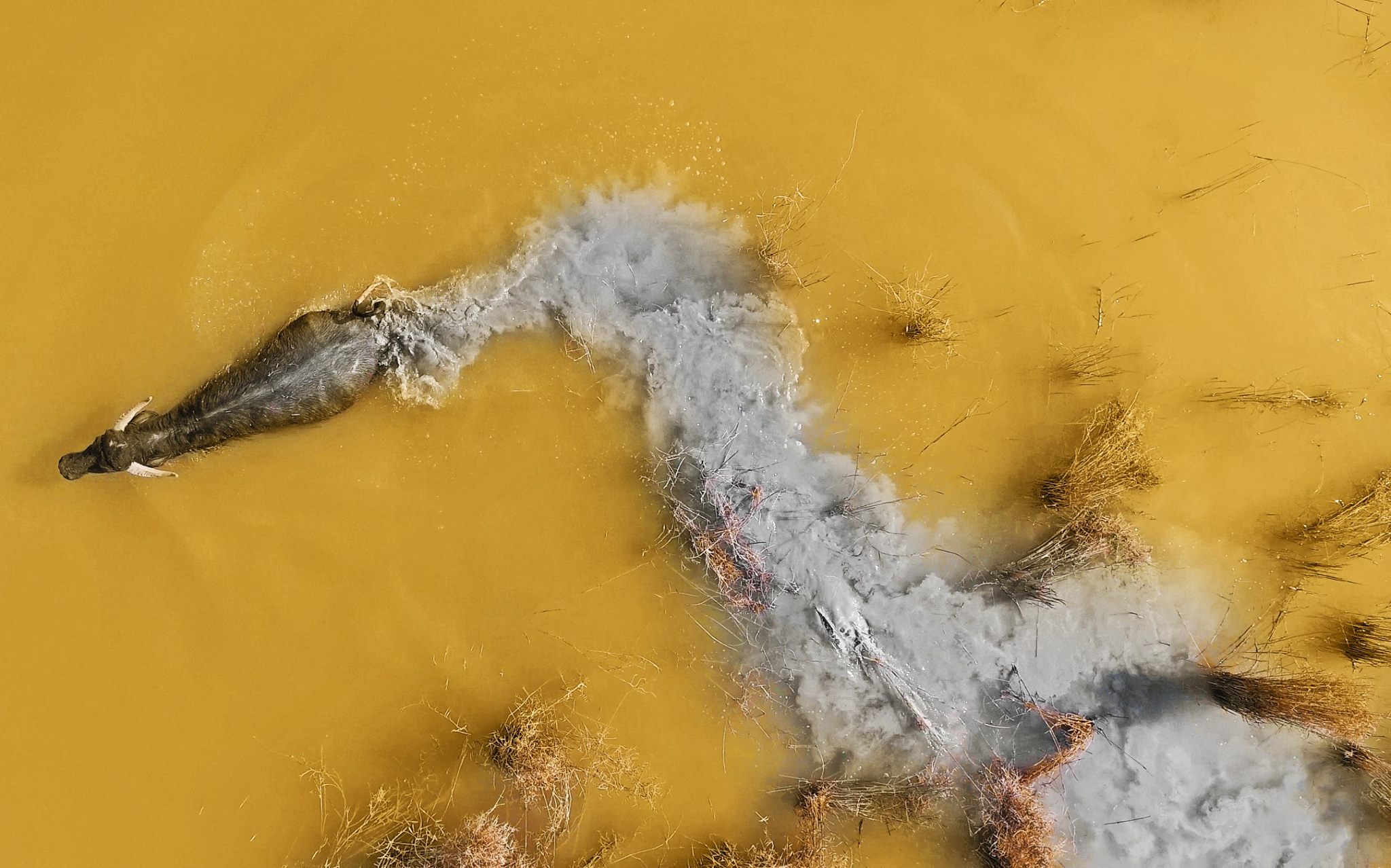 السفارة الامريكية في بغداد:تقديم أكثر من 4 ملايين دولار لإدامة أهوار العراق