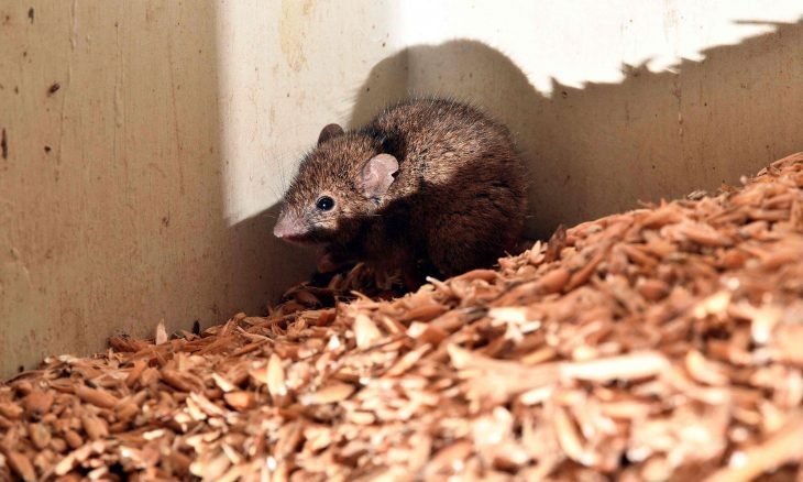 جرذان بحجم القطط تغزو منازل البريطانيين