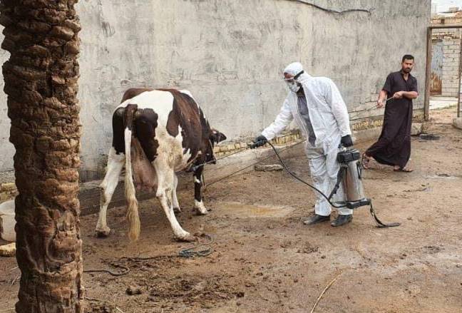 محافظة كربلاء تتخذ اجراءات احترازية ضد مرض الحمى النزفية