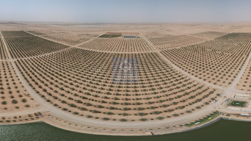 بالصور:ابناء العراق يحولون الصحراء الى غابة نخيل (فيديو)