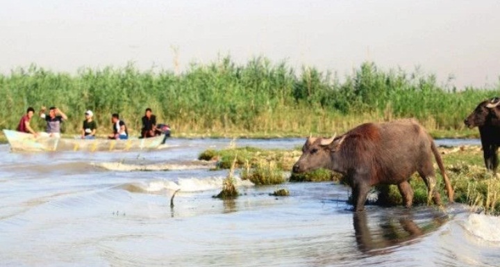 جمع تواقيع 60 نائبا لتشريع قانون الاهوار