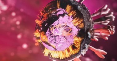 ما هو فيروس ماربورج؟ اعرف الأعراض وطرق الوقاية