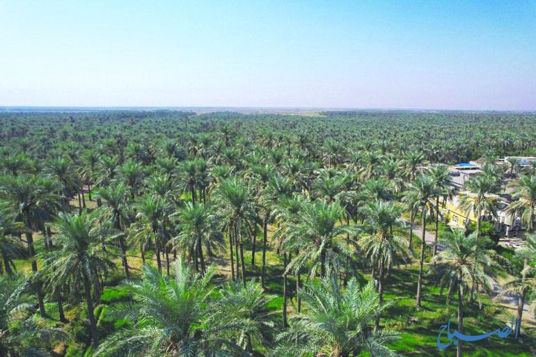 الزراعة: أعداد النخيل في العراق ستبلغ 25 مليوناً