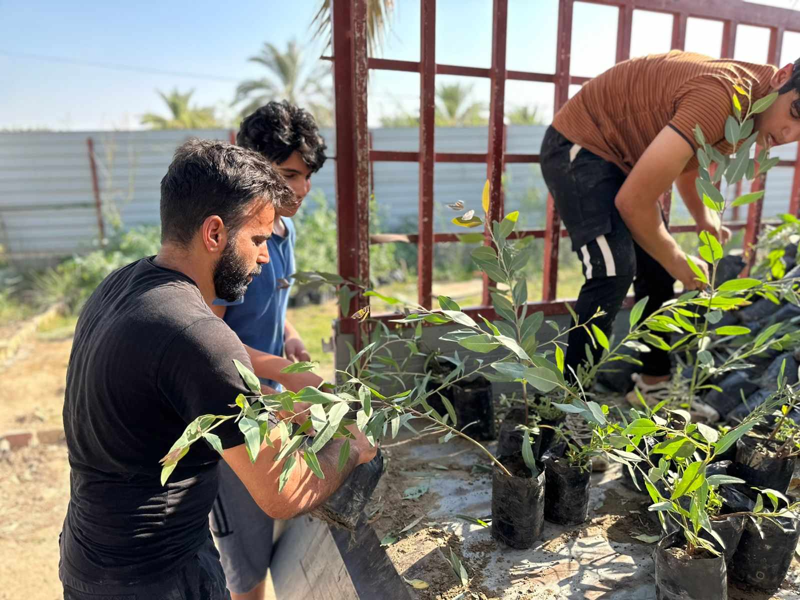 نحالو كربلاء يبادرون بحملة شراء وتوزيع شتلات اليوكالبتوز والسدر على الفلاحين والمزارعين