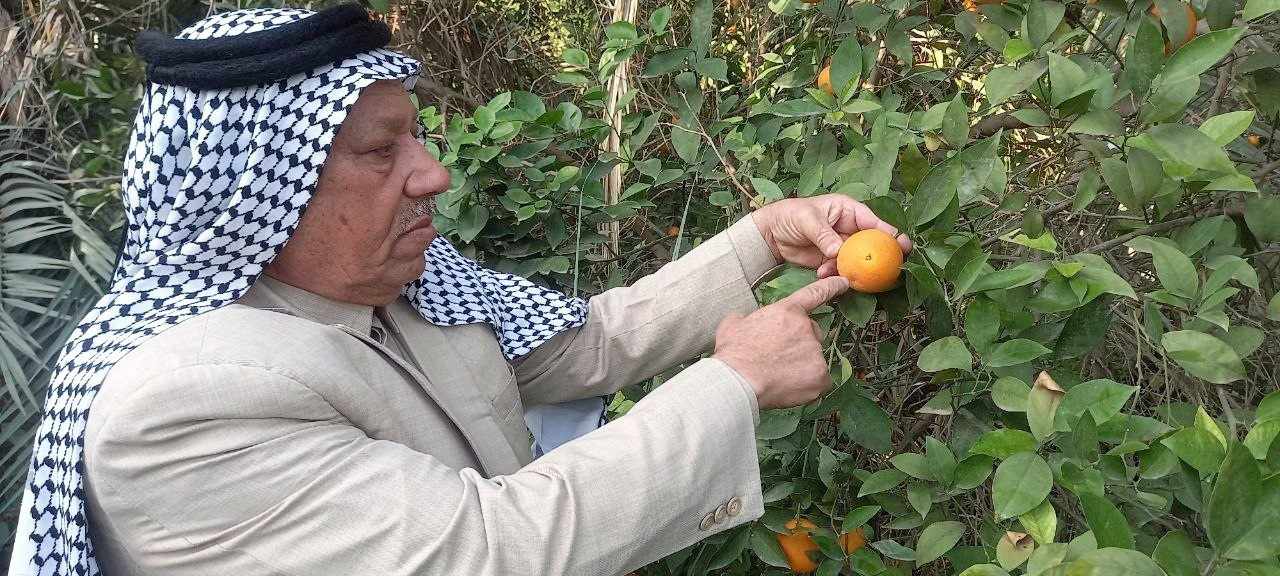 كربلاء تطالب بمكافحة حشرة ذبابة الفاكهة المنتشرة في قضاء الحسينية المنتج لمحصول البرتقال