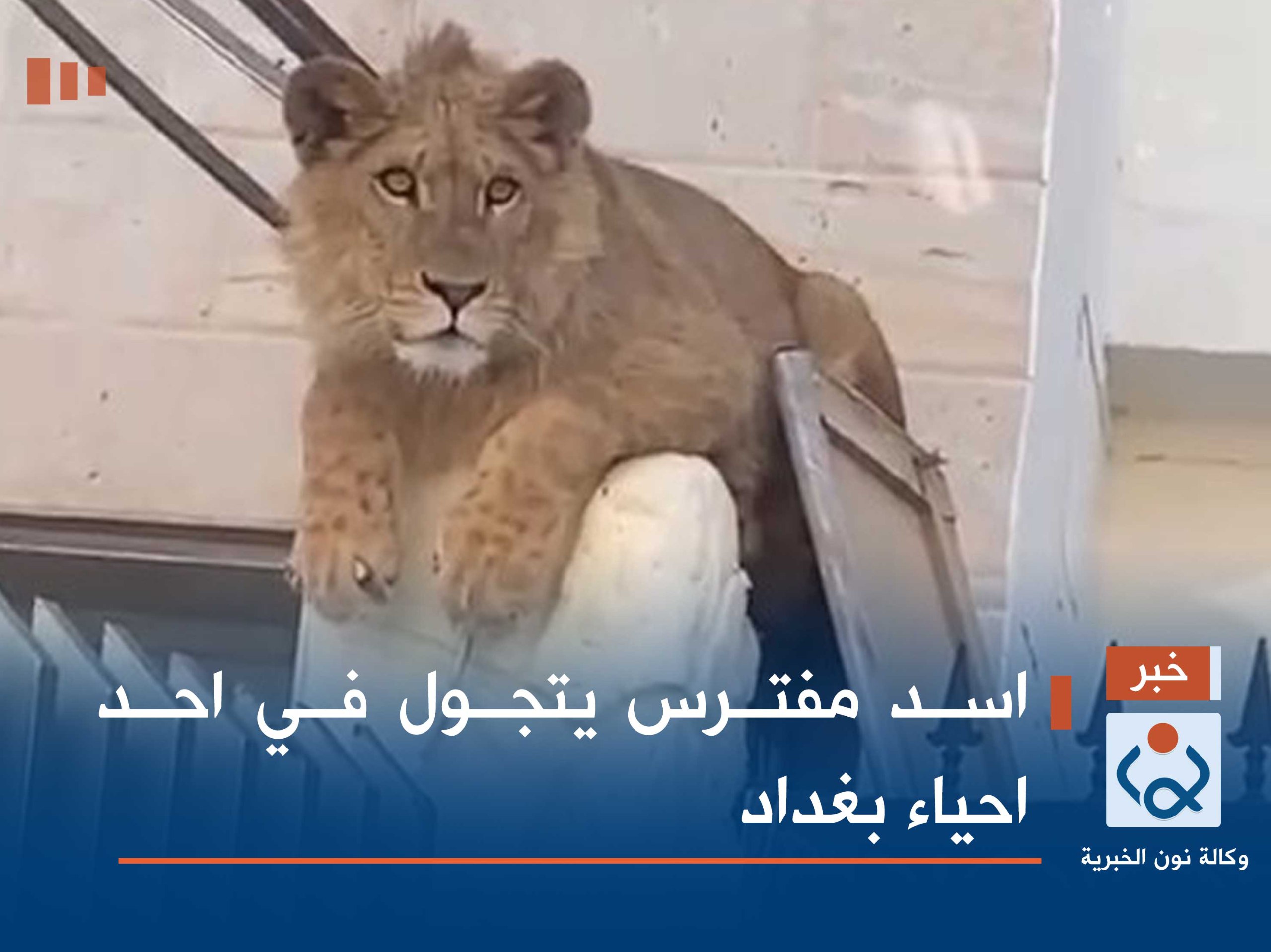 بالفيديو:اسد مفترس يتجول في احد احياء بغداد