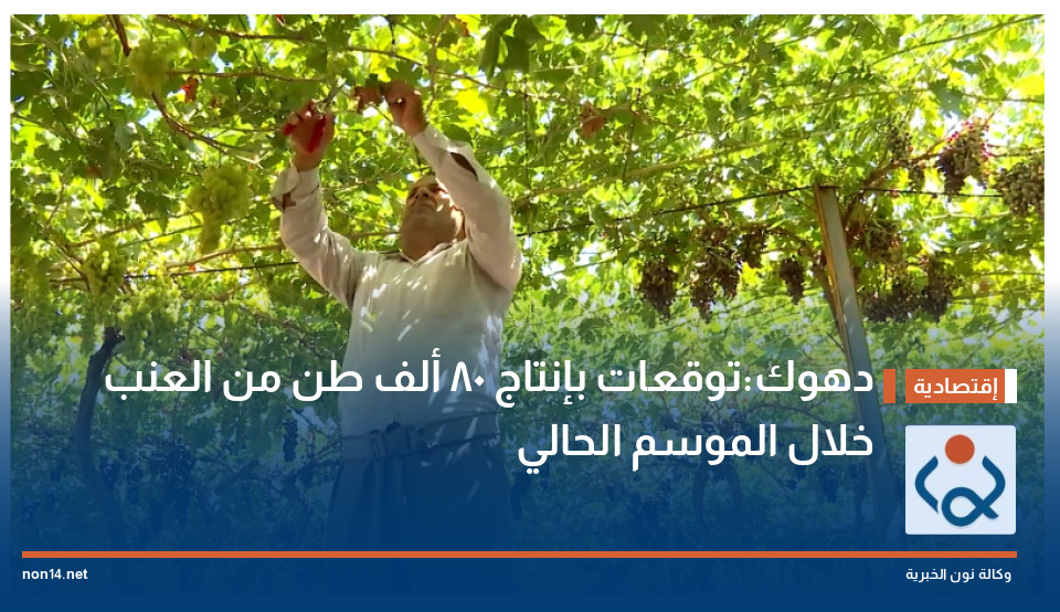 دهوك:توقعات بإنتاج 80 ألف طن من العنب خلال الموسم الحالي